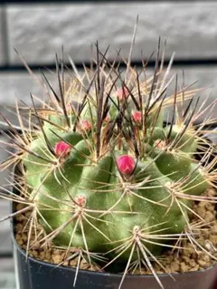 2026年最新】Eriosyceの人気アイテム - メルカリ