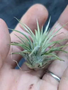 Tillandsia Bulbosa Witty 速達発送 - メルカリ