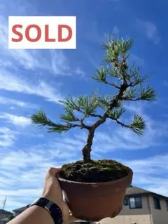 2025年最新】盆栽 杜松の人気アイテム - メルカリ