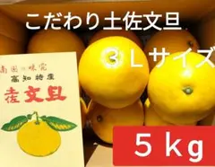 最終 高知産 約5Kg 超大玉 土佐文旦 5～4L 家庭用 北海道沖縄発送