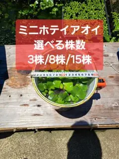 【屋外育成】ミニホテイアオイ8株 【株数選べます】のサムネイル
