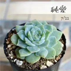 多肉植物【純愛】エケベリア ポットごと or 抜き苗 6㎝ポットのサムネイル
