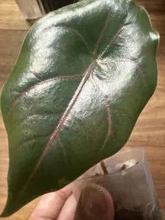 2025年最新】アロカシア アズラニーの人気アイテム - メルカリ