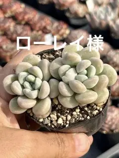 ローレイ様 リクエスト 2点 まとめ商品