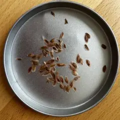 20粒 フォークイエリア ファシクラータ fasciculata 種子 Fouquieria fasciculata フォークイエリア・ファシクラータ 現地球