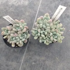 1ポット555円 エケベリア オレンジシャーベット 7.5cmポット
