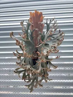 Shishi様メルカリ便P. willinckii ’Jenny’ TC2102 Shishi様メルカリ便P. willinckii 'Jenny' TC2102