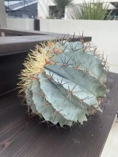 2026年最新】王冠竜の人気アイテム - メルカリ