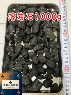 現物 142番】黒溶岩石 アクアリウム テラリウム ビオトープ ろ材