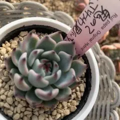 2026年最新】ルイパパさん苗の人気アイテム - メルカリ