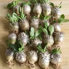 パキポディウム エブレネウムまし４年 3株セット 塊根植物 パキポディウム エブレネウムまし4年 3株セット 塊根植物 - メルカリ