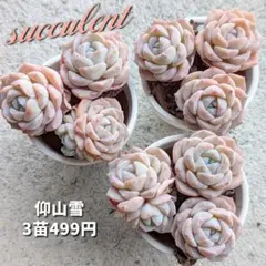 クッキー☆様 リクエスト 2点 まとめ商品