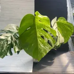 斑入りモンステラボルシギアナオーレアハーフムーン黄斑4号鉢植え83cm
