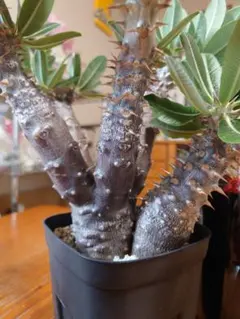 NR様専用サルコカウロン ヘレー モンソニアヘレー 塊根植物 - メルカリ