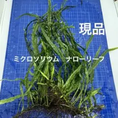 2026年最新】ミクロソリウム 流木の人気アイテム - メルカリ