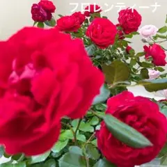 今里さくら様 リクエスト 2点 まとめ商品