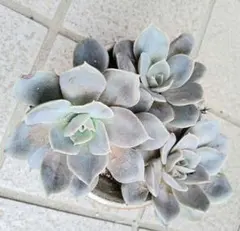 美苗‼️錦‼️多肉植物 フェネストラリア 五十鈴玉錦 群生 抜き苗1