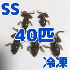 【国産】冷凍カエル 餌用 SS 40匹 胴長1.5~2cm ヌマガエル ヘビ 蛇のサムネイル
