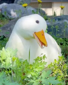 Item thumbnail for item 3bbad56d-7571-4c48-bae3-ae5a34f6bf95