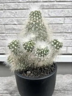 輸入 山木カキコ