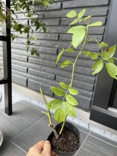 くろまろまろ様　ご専用苗