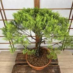 真柏盆栽❗️板舎利です！古木！しなやかな動き❗️五葉松黒松 真柏盆栽 捻転舎利文人木盆栽素材黒松五葉松紅葉 - メルカリ