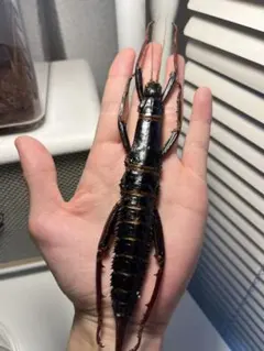 犬と猫の寄生虫図鑑 大パネル - メルカリ