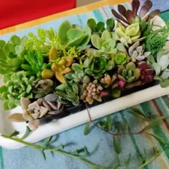 28種類 多肉植物 カット苗セット エケベリア・セダム 寄せ植え