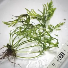 2026年最新】ボルビティスの人気アイテム - メルカリ