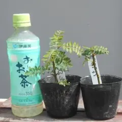 マサキヨ様 リクエスト 2点 まとめ商品