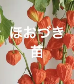 ホオズキ ほおずき ドライフラワー ハロウィン スワッグ リース 季節