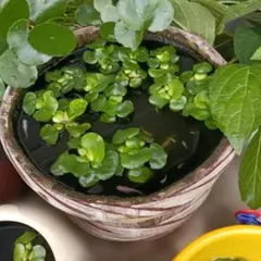 木桶の メダカ鉢 水槽 ビオトープのサムネイル