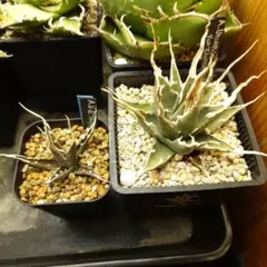 発根済・3号サイズ】陽炎ハイクオリティ株◎エボリスピナ⑨/鉢ごと発送