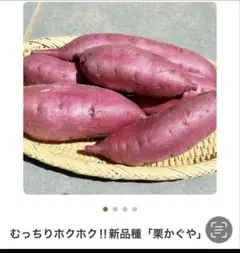 栗かぐや芋苗50本送料込みのサムネイル