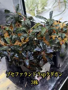 専用ゆうゆうメルカリ便ブセファランドラ クダガン 約３０株くらい ブセファランドラspクダガン 3株 水上葉 無農薬 郵送 - メルカリ