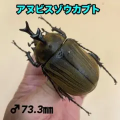 宍戸政紀様専用】雌雄モザイク ヘラクレスオオカブト - メルカリ