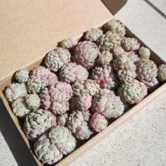 ボールオブファット箱いっぱい詰め合わせ 多肉植物 エケベリア 寄植え 韓国苗