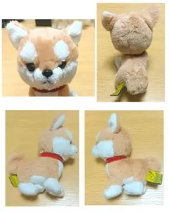 2026年最新】サンレモン 柴犬の人気アイテム - メルカリ
