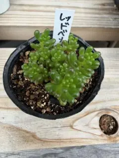レッドベリー 抜き苗⑥ 鉢の中全部 多肉植物 セダム - メルカリ