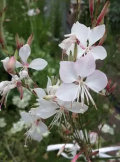 ガウラ　白　花の種のサムネイル