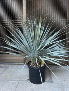 2025年最新】ロストラータの人気アイテム - メルカリ