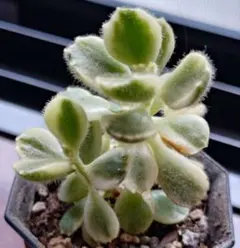 多肉植物♡斑が綺麗♪熊童子錦（抜き苗） - メルカリ