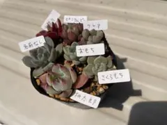 くろみつ様 リクエスト 3点 まとめ商品