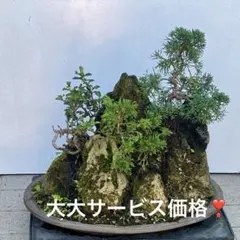 早い者勝ち　自然石付き真柏　長寿梅 雄大　豪快　見応えありのサムネイル