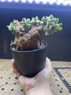 ケラリアピグマエア 現地球 発根済 大粒 大株 良型 阪本健 ケラリアピグマエア 現地球 発根済 大粒 大株 良型 阪本健