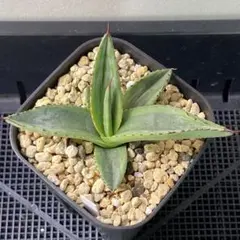 2025年最新】アガベ シャークスキン 斑入りの人気アイテム - メルカリ