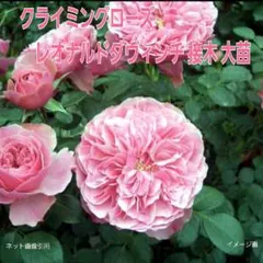 ♡　クライミングローズ　レオナルドダヴィンチ　花付き良き丈夫　接木　大苗　♡