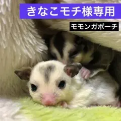 きなこモチ様専用