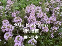 2026年最新】苗の人気アイテム - メルカリ