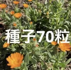 カレンデュラ　冬しらず　種子70粒超　購入前コメント&別途専用出品なら増量！